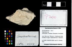 Foto (Objekt + Etikett) von Gastrodorus sp.  (NHMW-GEO-2014-0194-0700)
